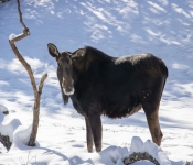 2019 02 21 MNNewZoo 004